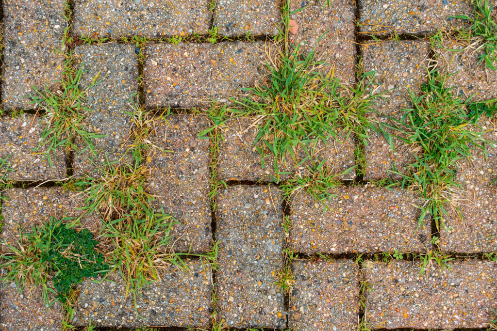 Example of weeds growing between pavers due to lack of sealing. 